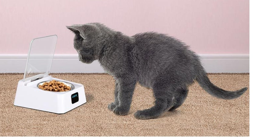 Cat Feeding
