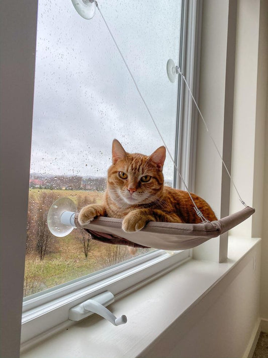 Pavorah™ Window Cat Hammock  The Perfect Sunny Spot for Happy Cats